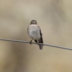 Petroica phoenicea (Flame Robin) at Rendezvous Creek, ACT - 13 Oct 2019 by RodDeb