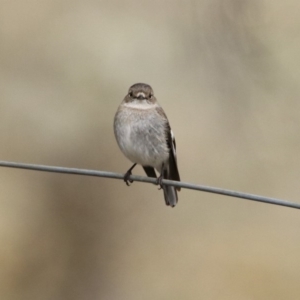 Petroica phoenicea at Rendezvous Creek, ACT - 14 Oct 2019