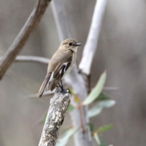 Petroica phoenicea at Rendezvous Creek, ACT - 14 Oct 2019