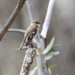 Petroica phoenicea at Rendezvous Creek, ACT - 14 Oct 2019 10:24 AM