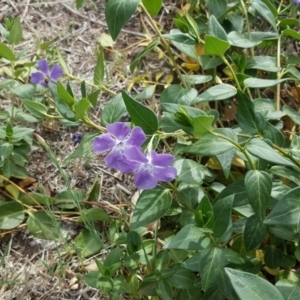 Vinca major at Jerrabomberra, ACT - 16 Oct 2019 02:32 PM