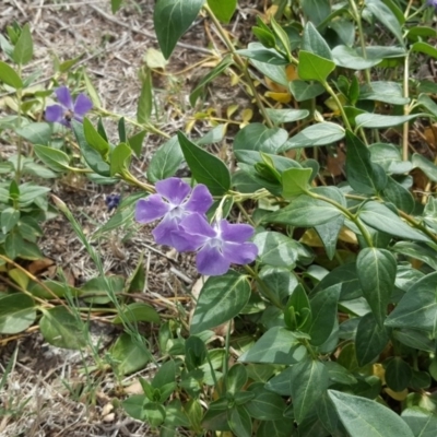 Vinca major (Blue Periwinkle) at Jerrabomberra, ACT - 16 Oct 2019 by Mike