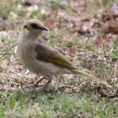 Ptilotula fusca (Fuscous Honeyeater) at Namadgi National Park - 14 Oct 2019 by RodDeb