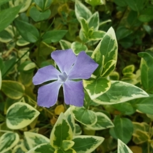 Vinca major at Jerrabomberra, ACT - 16 Oct 2019 02:39 PM