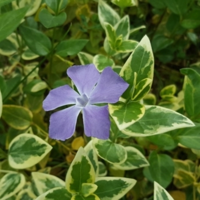 Vinca major (Blue Periwinkle) at Jerrabomberra, ACT - 16 Oct 2019 by Mike