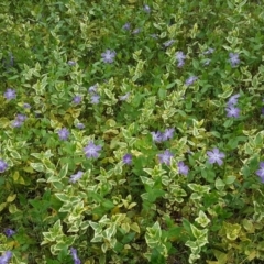 Vinca major at Jerrabomberra, ACT - 16 Oct 2019