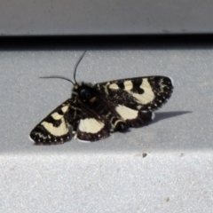 Agaristodes feisthamelii (A day flying noctuid moth) at Namadgi National Park - 14 Oct 2019 by RodDeb