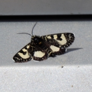 Agaristodes feisthamelii at Rendezvous Creek, ACT - 14 Oct 2019 11:29 AM