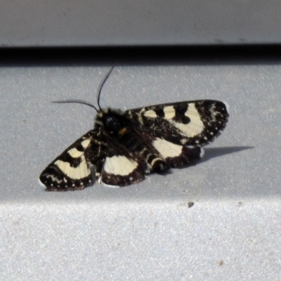 Agaristodes feisthamelii (A day flying noctuid moth) at Rendezvous Creek, ACT - 14 Oct 2019 by RodDeb