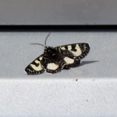 Agaristodes feisthamelii at Rendezvous Creek, ACT - 14 Oct 2019