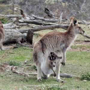 Macropus giganteus at Rendezvous Creek, ACT - 14 Oct 2019