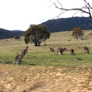 Macropus giganteus at Rendezvous Creek, ACT - 14 Oct 2019