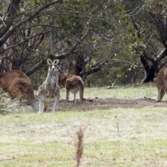 Macropus giganteus at Rendezvous Creek, ACT - 14 Oct 2019 01:27 PM