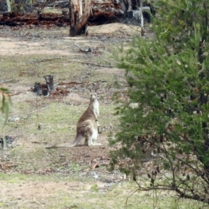 Macropus giganteus at Rendezvous Creek, ACT - 14 Oct 2019 01:27 PM