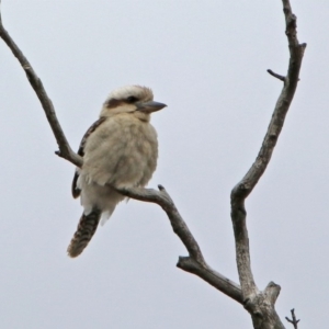 Dacelo novaeguineae at Rendezvous Creek, ACT - 14 Oct 2019 01:35 PM