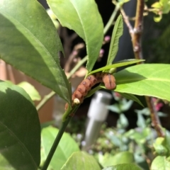 Capusa (genus) (Wedge moth) at Hackett, ACT - 16 Oct 2019 by Fefifofum
