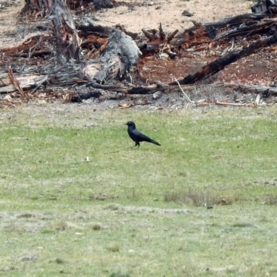 Corvus mellori (Little Raven) at Namadgi National Park - 14 Oct 2019 by RodDeb