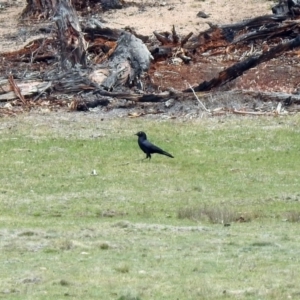 Corvus mellori at Rendezvous Creek, ACT - 14 Oct 2019