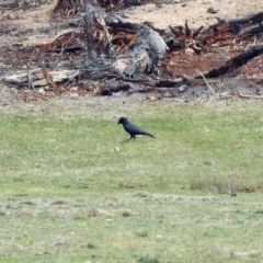 Corvus mellori at Rendezvous Creek, ACT - 14 Oct 2019 01:27 PM