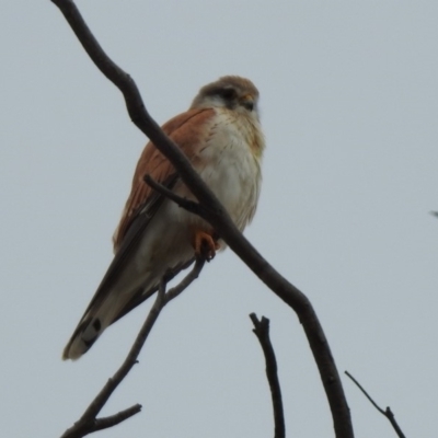 Falco cenchroides (Nankeen Kestrel) at Booth, ACT - 13 Oct 2019 by RodDeb