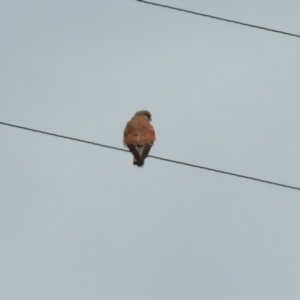 Falco cenchroides at Booth, ACT - 14 Oct 2019