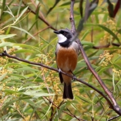 Pachycephala rufiventris (Rufous Whistler) at Rendezvous Creek, ACT - 14 Oct 2019 by RodDeb