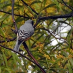 Pachycephala rufiventris at Rendezvous Creek, ACT - 14 Oct 2019