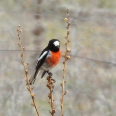 Petroica boodang (Scarlet Robin) at Rendezvous Creek, ACT - 14 Oct 2019 by RodDeb