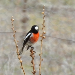 Petroica boodang at Rendezvous Creek, ACT - 14 Oct 2019 10:13 AM