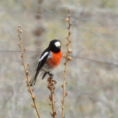 Petroica boodang (Scarlet Robin) at Rendezvous Creek, ACT - 13 Oct 2019 by RodDeb