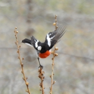 Petroica boodang at Rendezvous Creek, ACT - 14 Oct 2019 10:13 AM