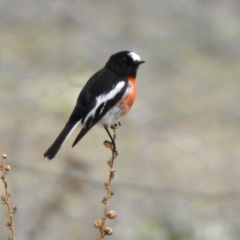 Petroica boodang at Rendezvous Creek, ACT - 14 Oct 2019 10:13 AM