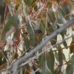 Pardalotus punctatus (Spotted Pardalote) at Rendezvous Creek, ACT - 14 Oct 2019 by RodDeb