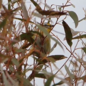 Pardalotus striatus at Rendezvous Creek, ACT - 14 Oct 2019