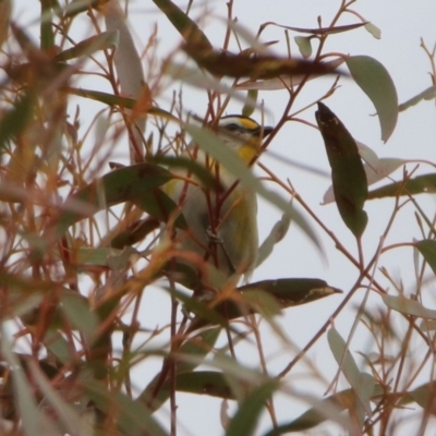 Pardalotus striatus (Striated Pardalote) at Rendezvous Creek, ACT - 14 Oct 2019 by RodDeb