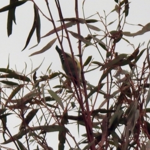 Pardalotus striatus at Rendezvous Creek, ACT - 14 Oct 2019