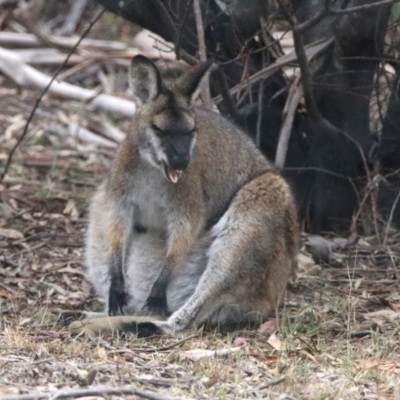 Notamacropus rufogriseus (Red-necked Wallaby) at Namadgi National Park - 14 Oct 2019 by RodDeb