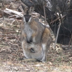 Notamacropus rufogriseus at Rendezvous Creek, ACT - 14 Oct 2019 01:40 PM