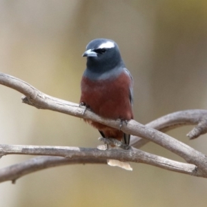 Artamus superciliosus at Rendezvous Creek, ACT - 14 Oct 2019