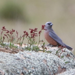 Artamus superciliosus at Rendezvous Creek, ACT - 14 Oct 2019