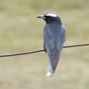 Artamus superciliosus at Rendezvous Creek, ACT - 14 Oct 2019