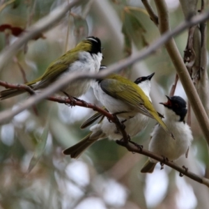 Melithreptus lunatus at Rendezvous Creek, ACT - 14 Oct 2019 01:05 PM