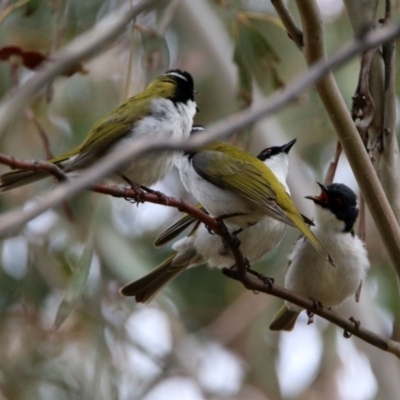 Melithreptus lunatus (White-naped Honeyeater) at Namadgi National Park - 14 Oct 2019 by RodDeb