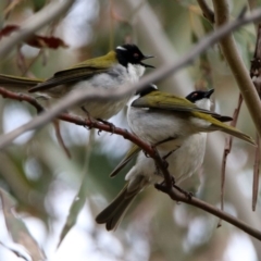 Melithreptus lunatus at Rendezvous Creek, ACT - 14 Oct 2019