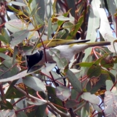 Melithreptus lunatus at Rendezvous Creek, ACT - 14 Oct 2019