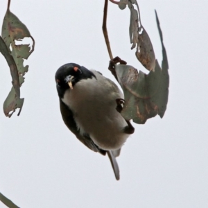 Melithreptus lunatus at Rendezvous Creek, ACT - 14 Oct 2019