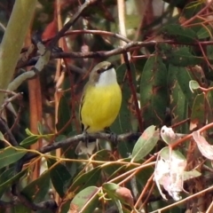 Gerygone olivacea (White-throated Gerygone) at Rendezvous Creek, ACT - 14 Oct 2019 by RodDeb