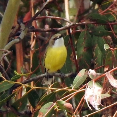 Gerygone olivacea (White-throated Gerygone) at Rendezvous Creek, ACT - 14 Oct 2019 by RodDeb