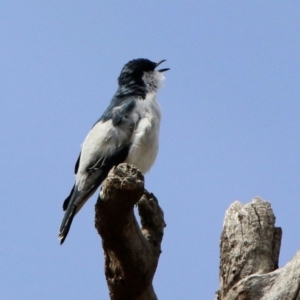 Lalage tricolor at Rendezvous Creek, ACT - 14 Oct 2019