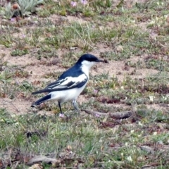 Lalage tricolor at Rendezvous Creek, ACT - 14 Oct 2019